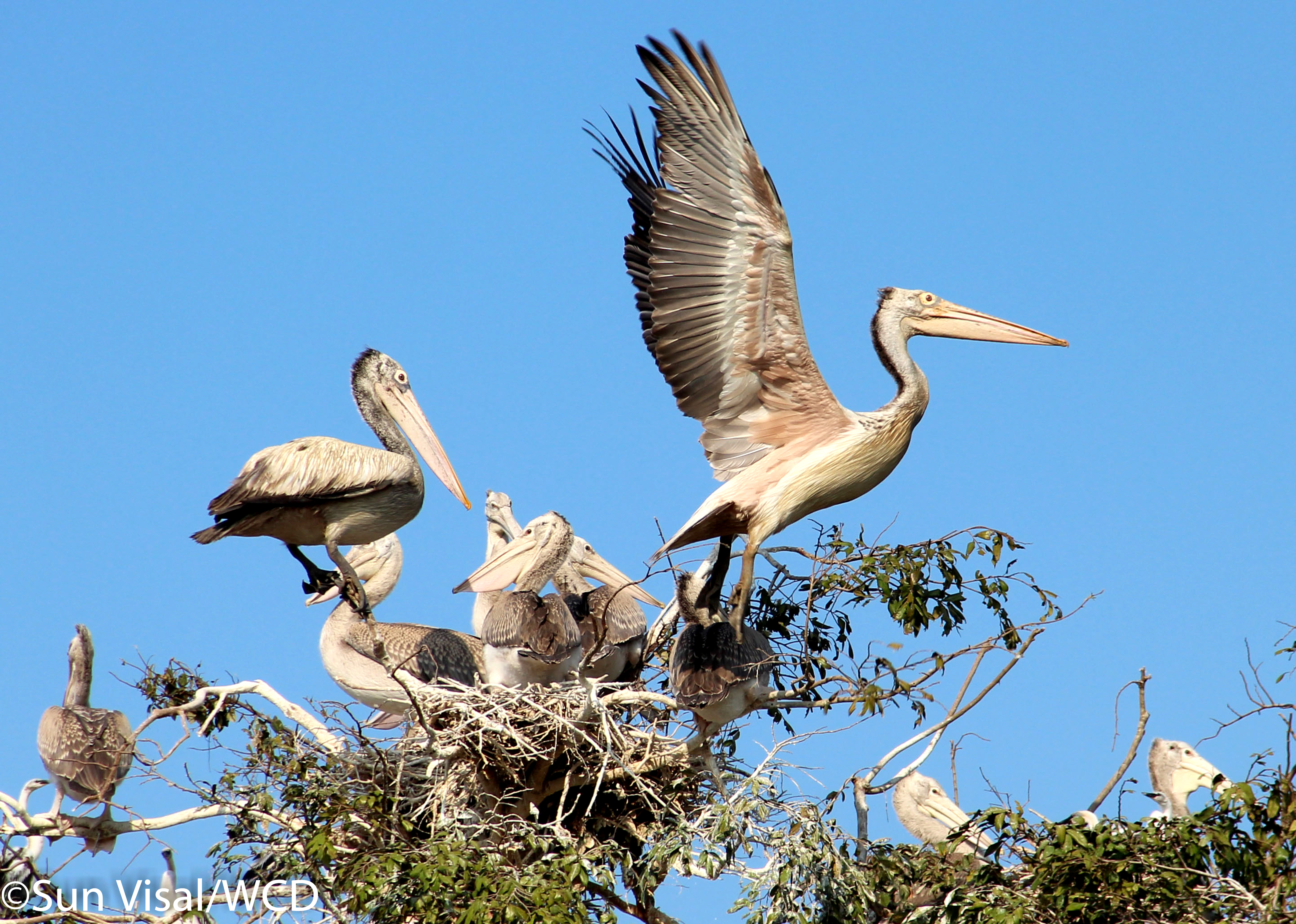 Spot-billed Pelican nest in Prek Toal Ramsar site 